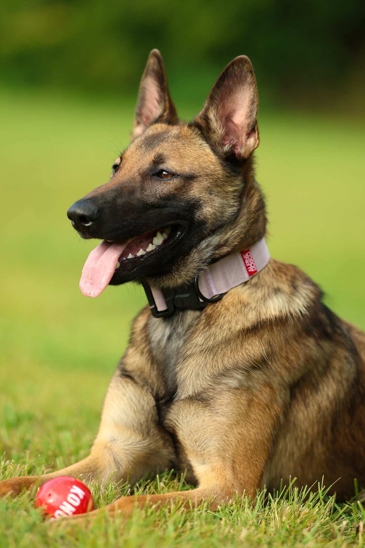 1.5" Tacti Lite Dog Collar - Sofia (no handle)
