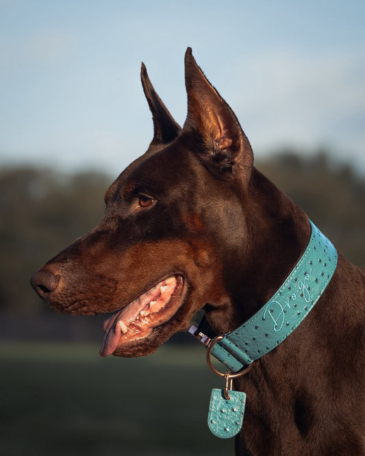 2" Leather Dog Collar - Lago Azzurro