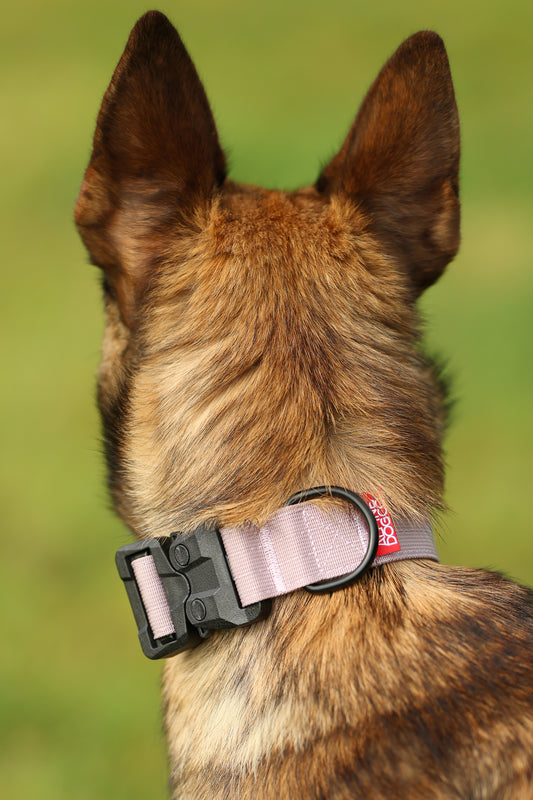 1.5" Tacti Lite Dog Collar - Sofia (no handle)