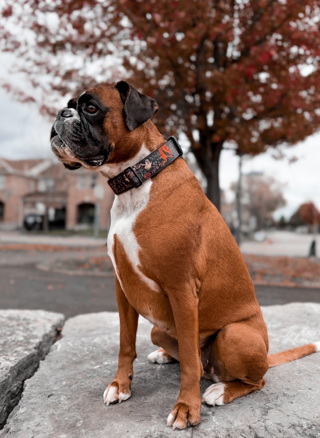 1.5" Tacti Slim Dog Collar- Halloween