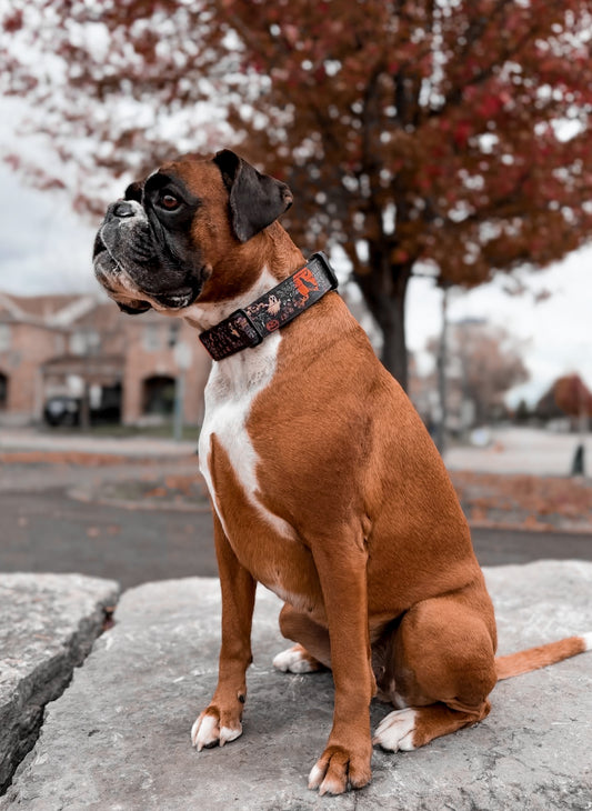 1.5" Tacti Slim Dog Collar- Halloween