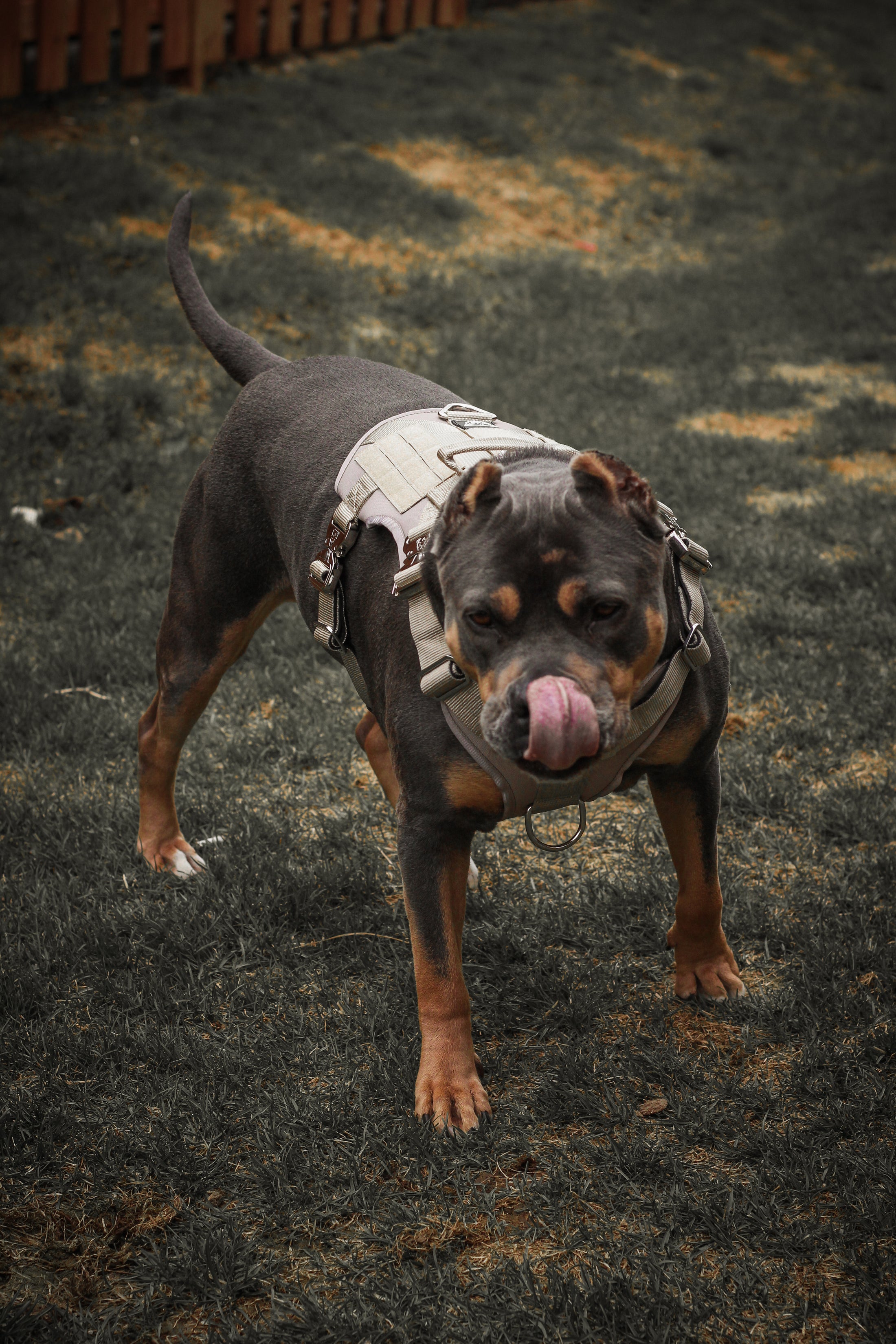 HNTR 3.0 Dog Harness - Beach