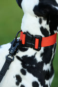 Load image into Gallery viewer, 1.5" Tacti Lite Dog Collar - Cognac (no handle)
