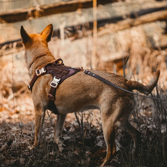 HNTR 3.0 Dog Harness - Chocolate