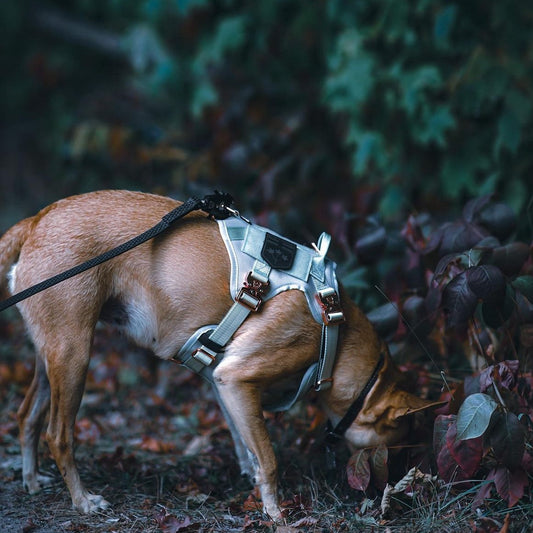 HNTR 3.0 Dog Harness - Honeydew