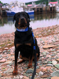 Load image into Gallery viewer, Tacti Dog Leash - Cobalt
