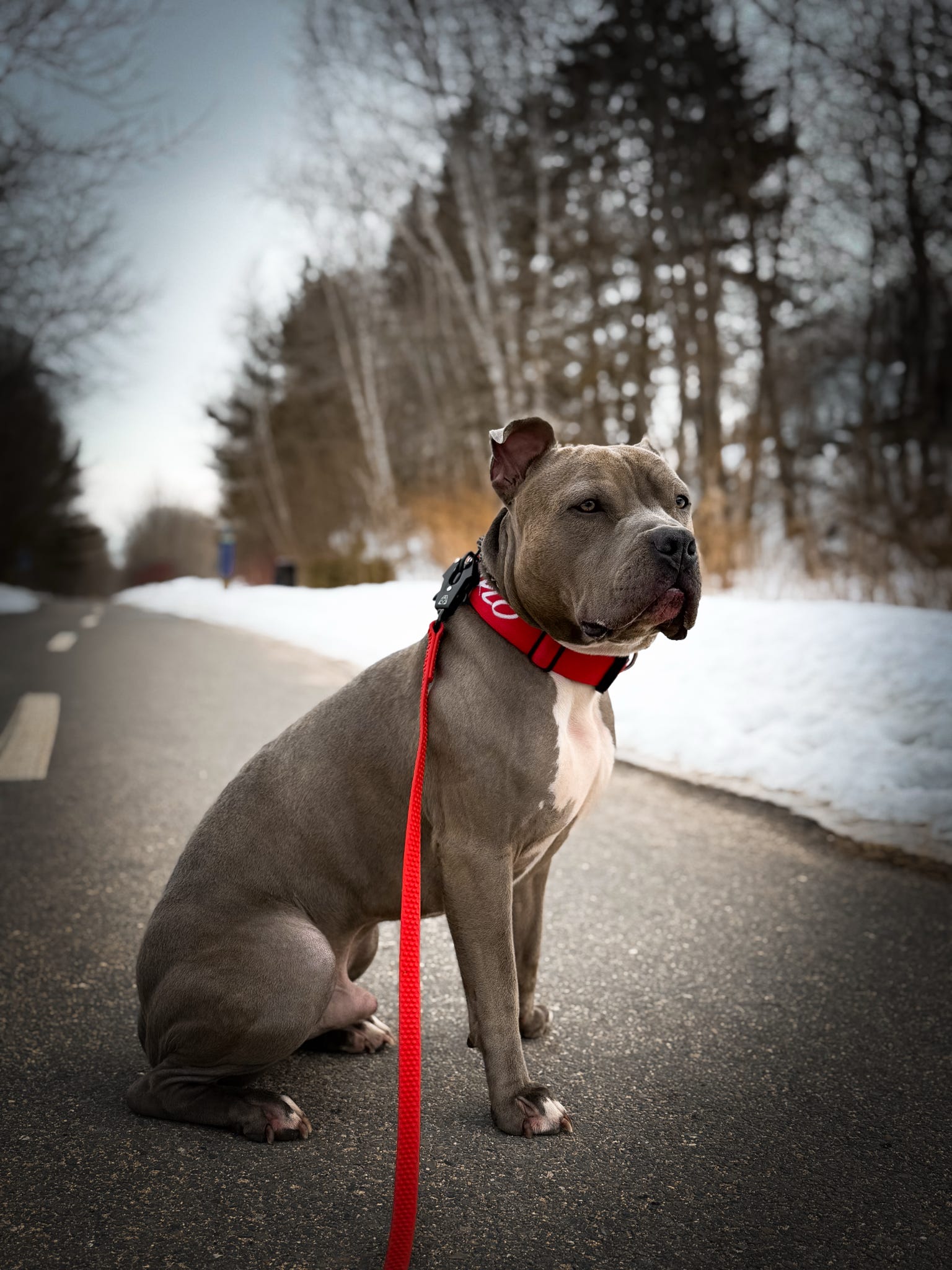 TRUEGRIP Dog Leash - Apple