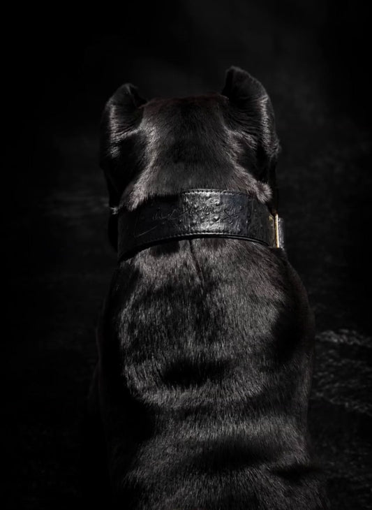 2" Leather Dog Collar - Nero Milano