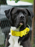 Load image into Gallery viewer, 2" Tacti Luxe Dog Collar - Mr. Zap (Limited Edition)

