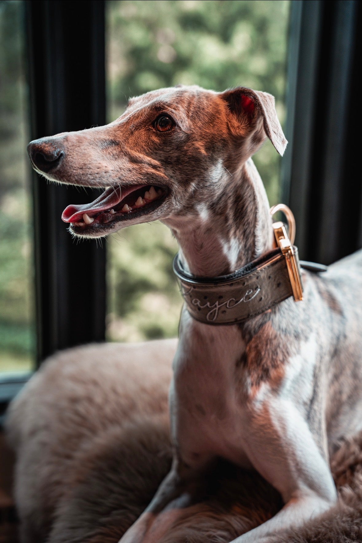 2" Leather Dog Collar - Pietra D'Argento