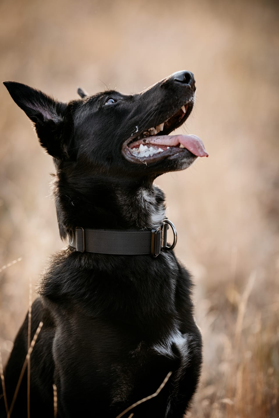 1.5" Tacti Slim Dog Collar- Black