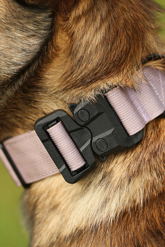 1.5" Tacti Lite Dog Collar - Buttercream (no handle)
