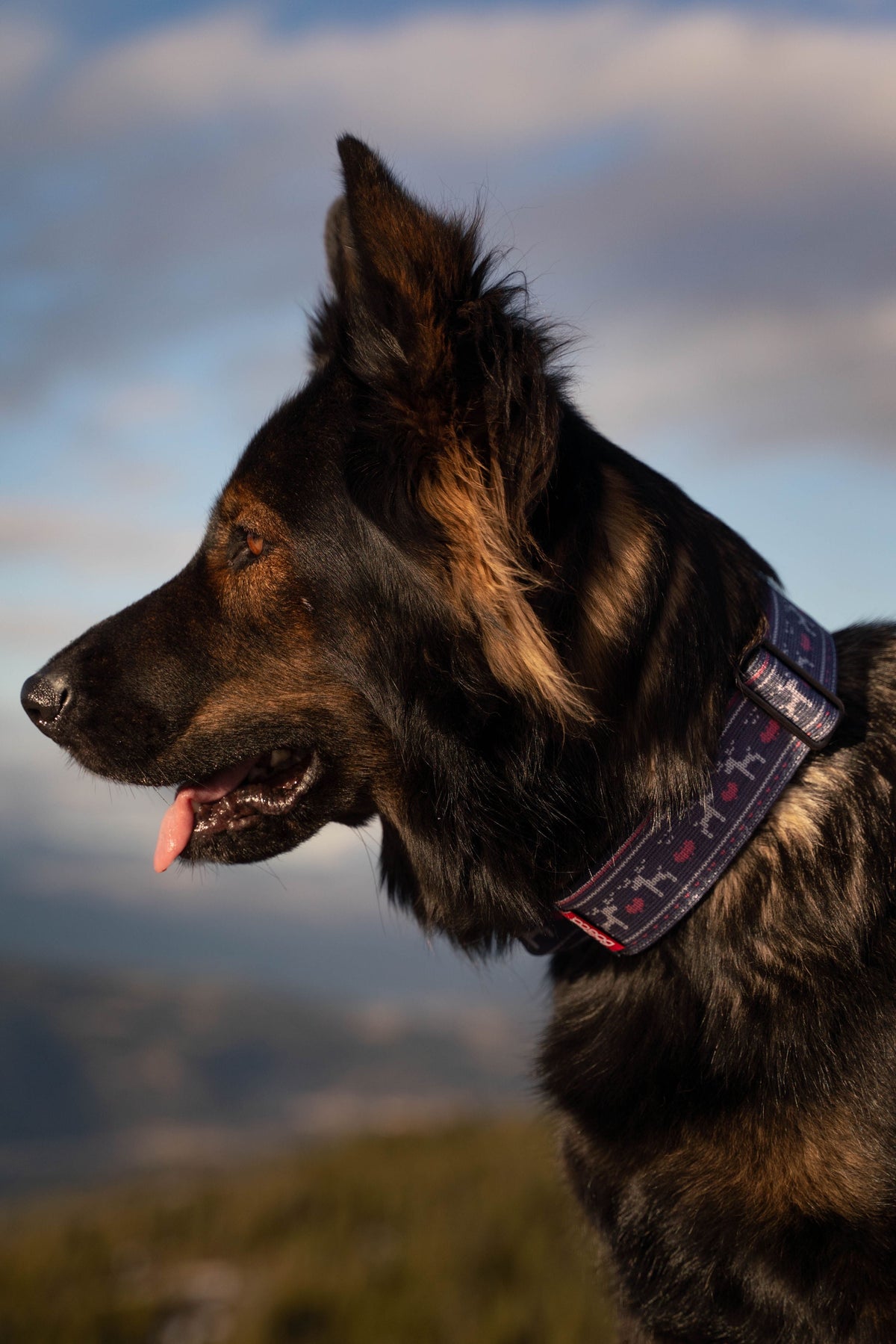 2" Tactik Dog Collar - Sweater Weather