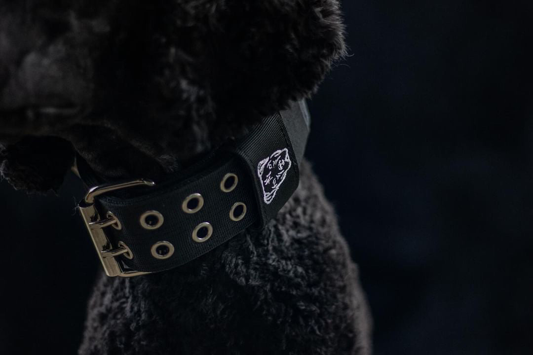 Expedition Dog Collar - Black