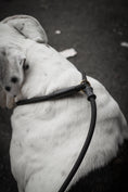 Load image into Gallery viewer, Dog Slip Lead - Noir
