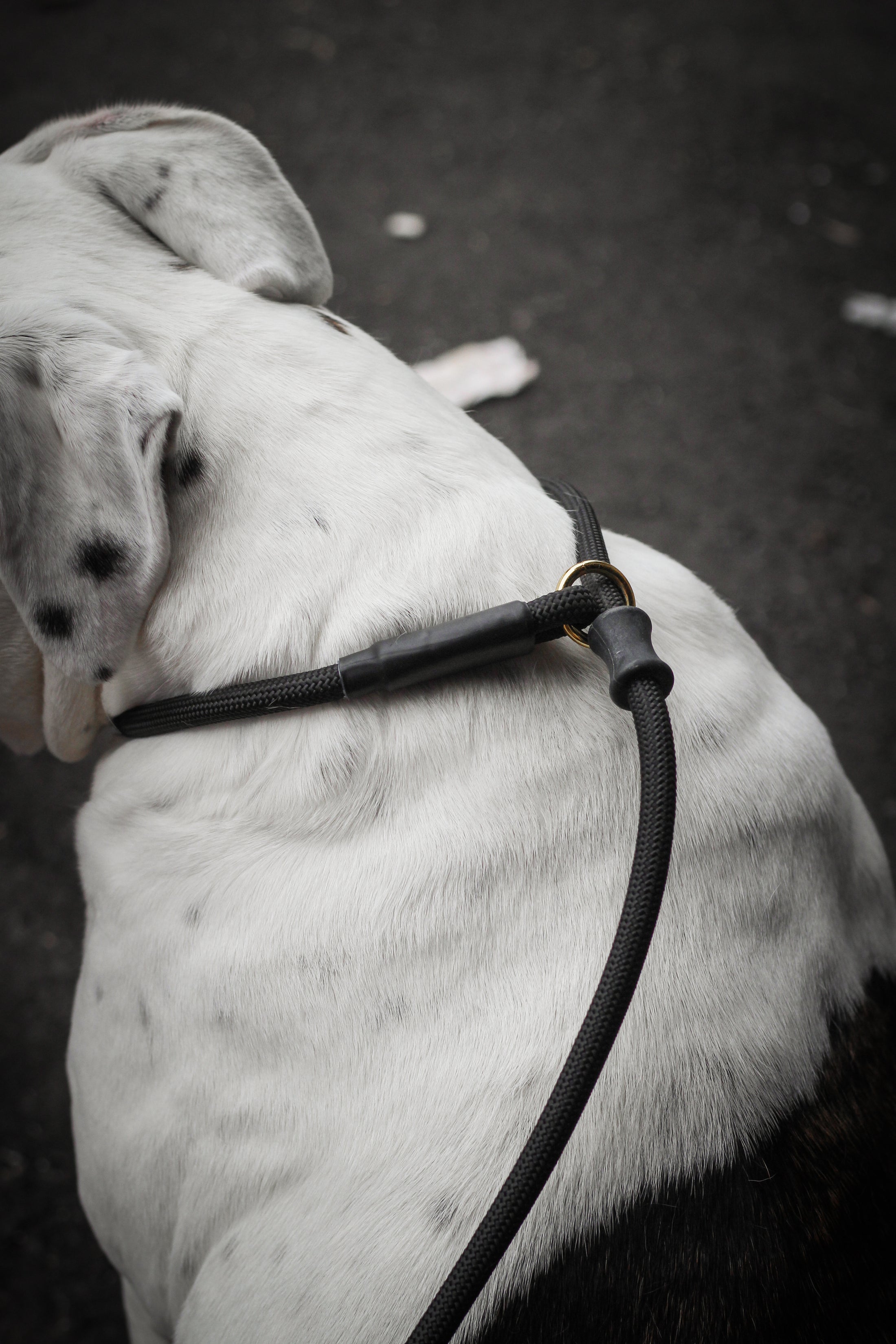 Dog Slip Lead - Noir