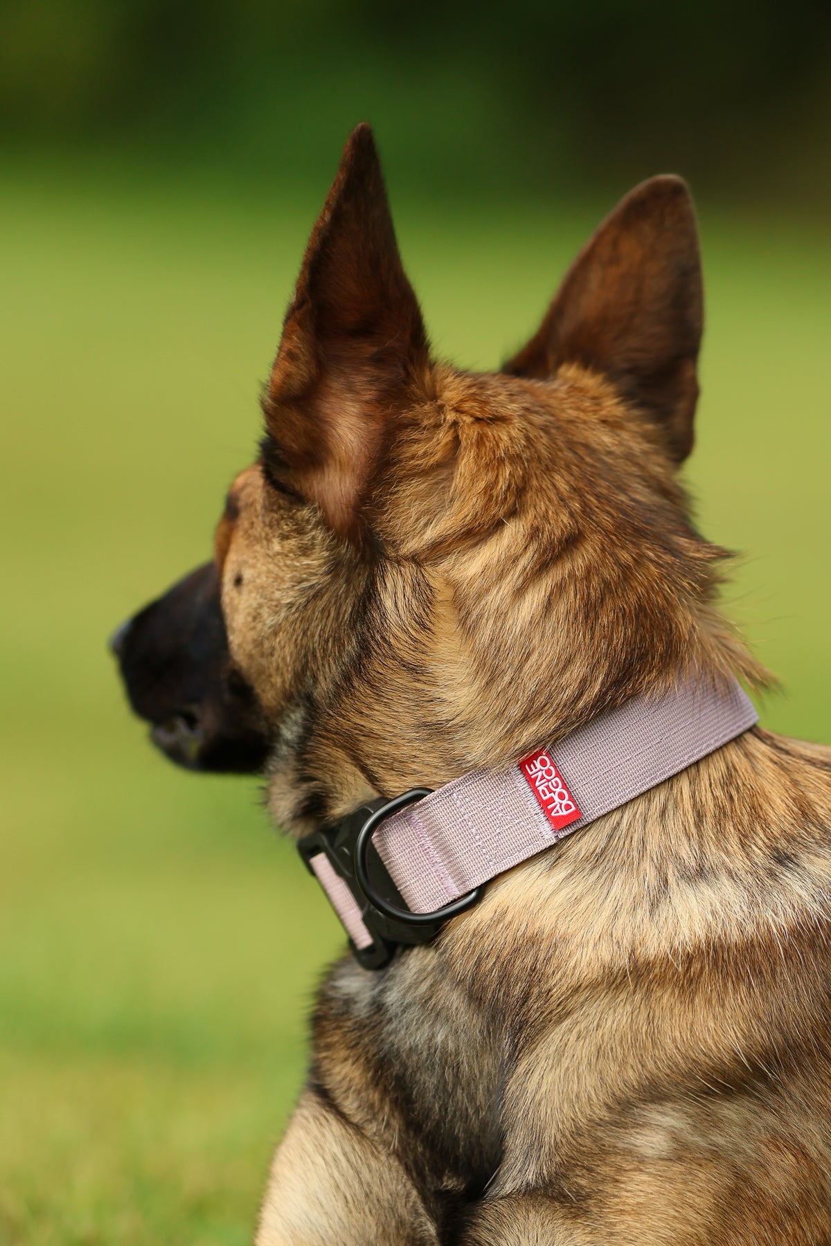 1.5" Tacti Lite Dog Collar - Sofia (no handle)