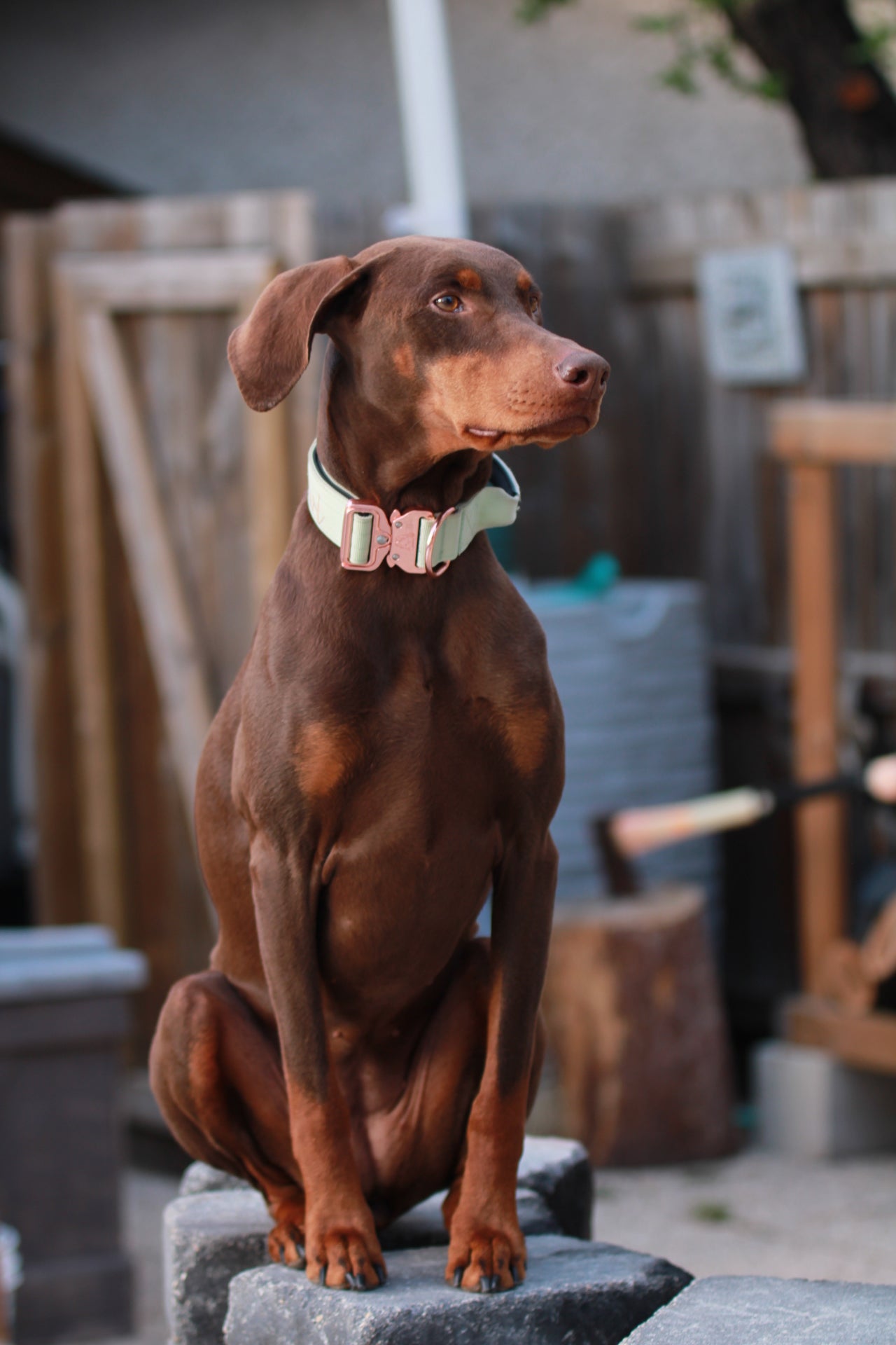 1.5" Tacti Dog Collar Slim Luxe - Rose Gold - Honeydew