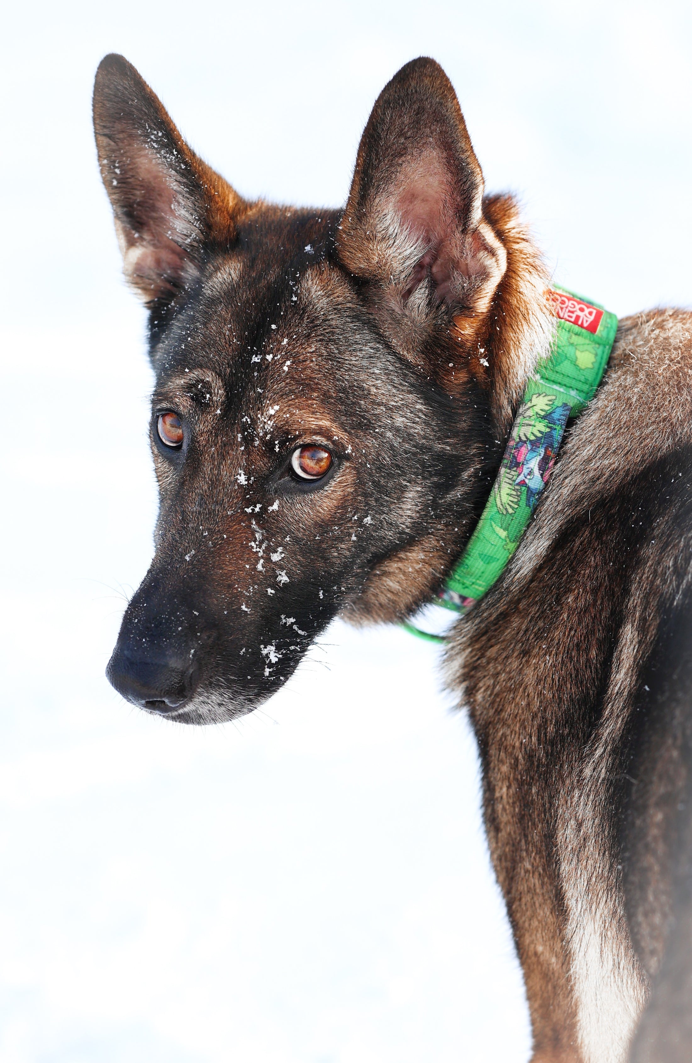 Dog with a green collar on a white background