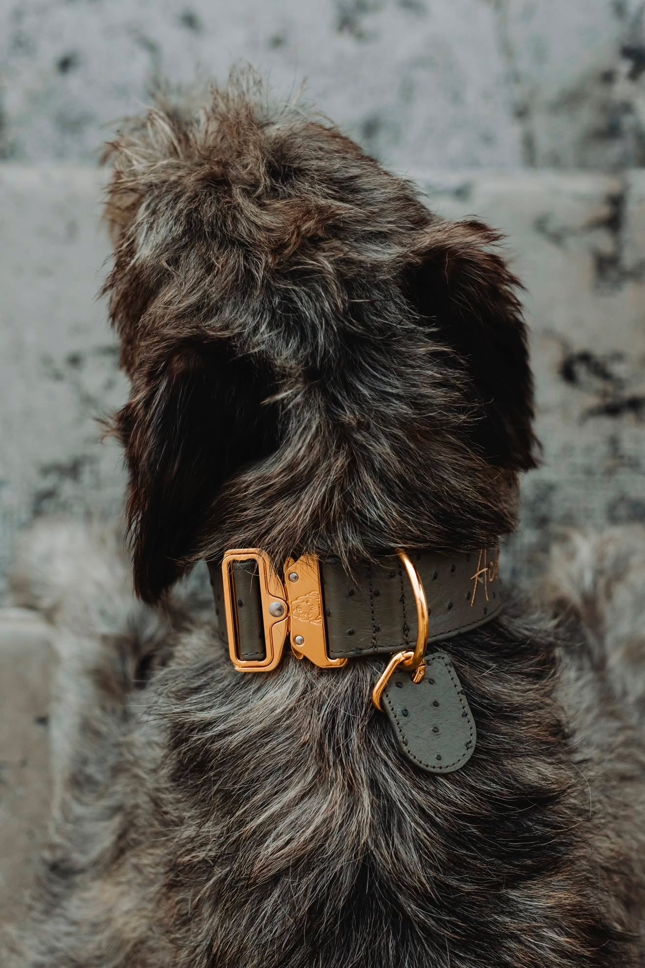 2" Leather Dog Collar - Pietra D'Argento