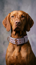 Load image into Gallery viewer, Expedition Dog Collar - Sofia
