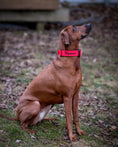 Load image into Gallery viewer, 1.5" Tacti Slim Dog Collar - Apple
