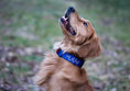 Load image into Gallery viewer, 1.5" Tacti Slim Dog Collar - Cobalt
