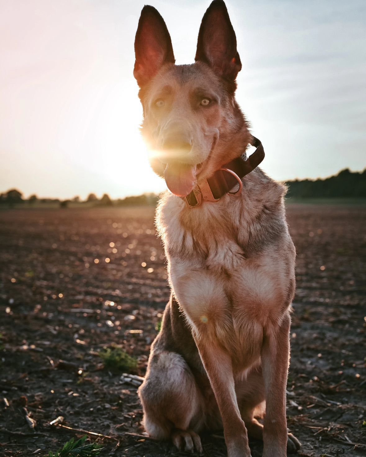 2" Tacti Luxe Dog Collar - Rose Gold - Chocolate