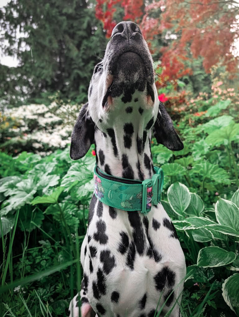 2" Tacti Luxe Dog Collar - Bloom (Limited Edition)