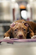 Load image into Gallery viewer, TRUEGRIP Dog Leash - Sofia
