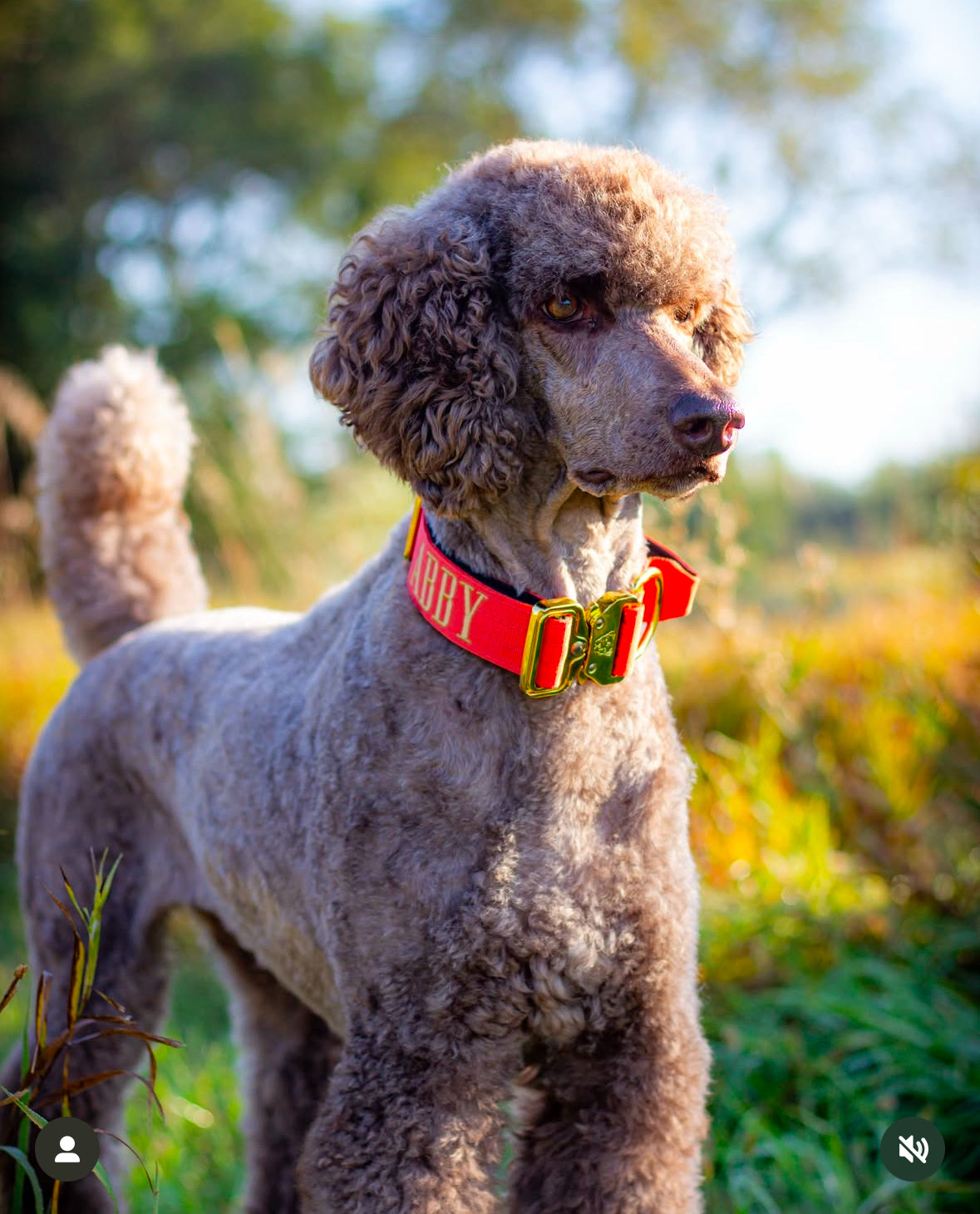 1.5" Tacti Dog Collar Slim Luxe - Gold - Cognac