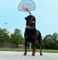 Load image into Gallery viewer, Expedition Dog Collar - Cement (Limited Edition)
