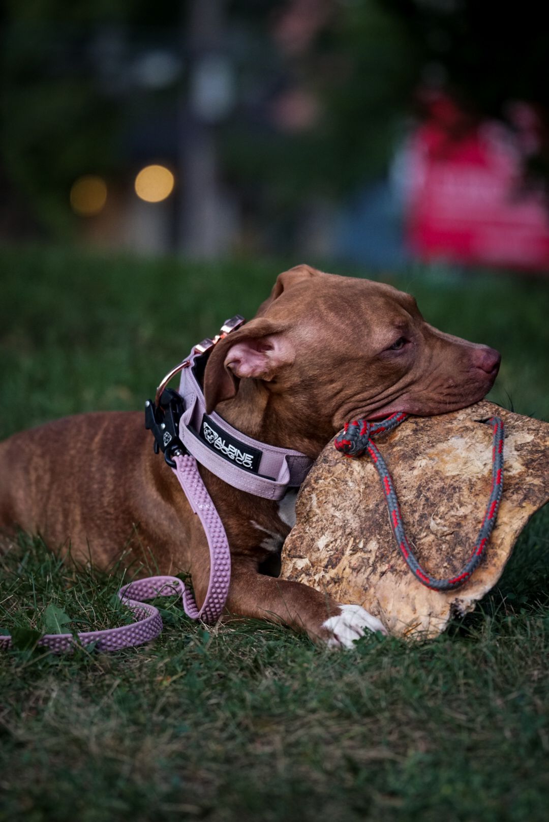TRUEGRIP Dog Leash - Sofia