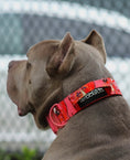 Load image into Gallery viewer, 2" Tacti Luxe Dog Collar - Sriracha Dragon (Limited Edition)
