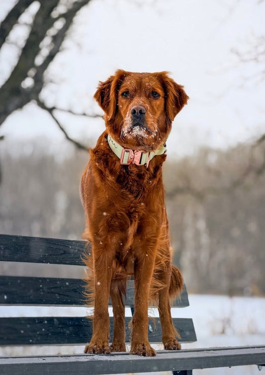 1.5" Tacti Dog Collar Slim Luxe - Rose Gold - Honeydew