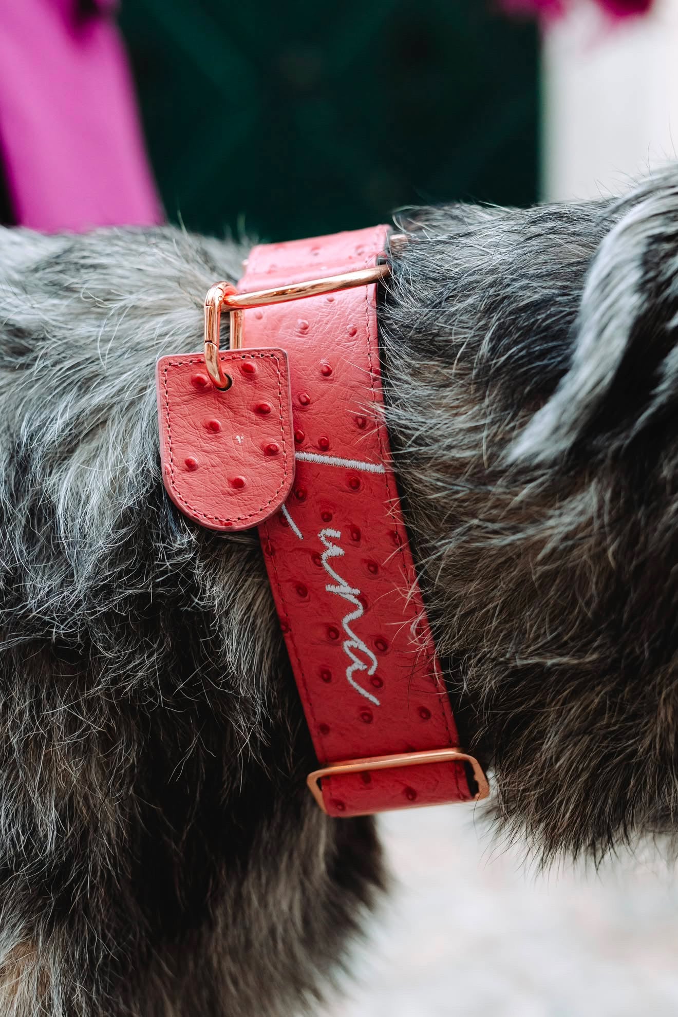 2" Leather Dog Collar - Rosa Bellagio