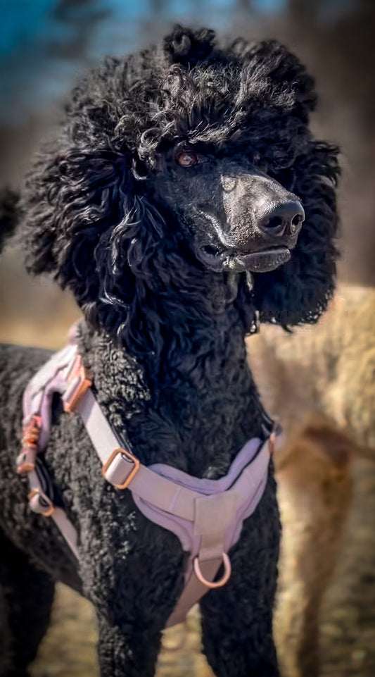 HNTR 3.0 Dog Harness - Sofia