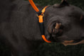 Load image into Gallery viewer, Dog Slip Lead - Mango
