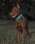 Load image into Gallery viewer, 2" Leather Dog Collar - Lago Azzurro
