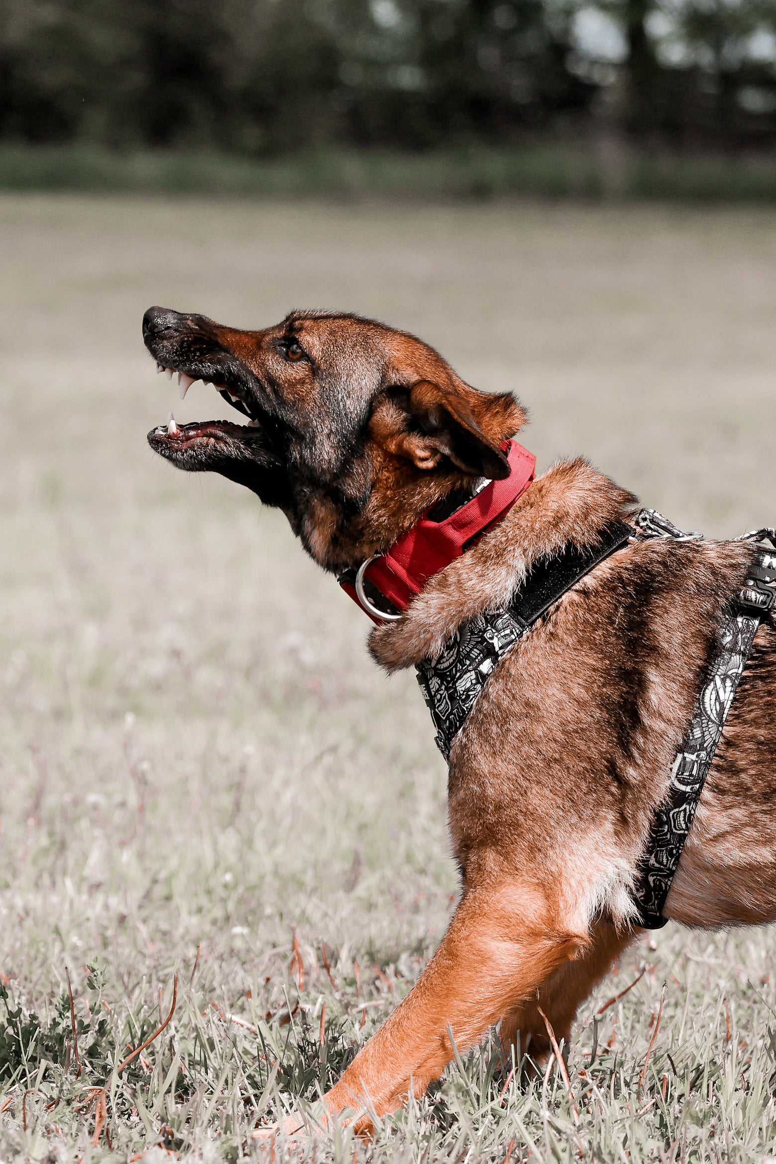 Terrain Dog Airtag Harness - Tattoo
