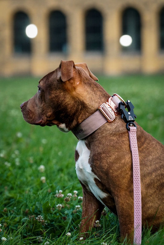 TRUEGRIP Dog Leash - Sofia