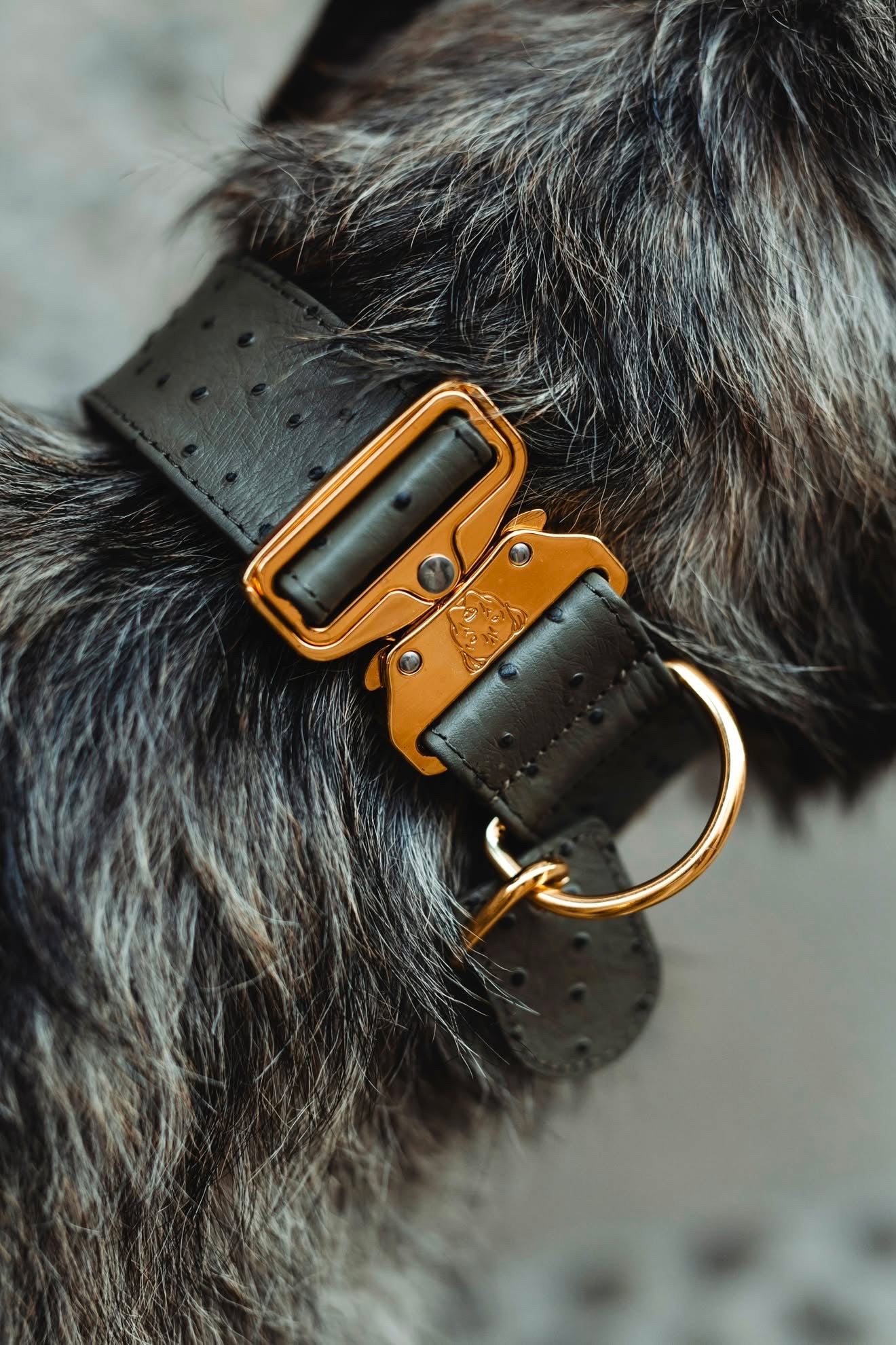2" Leather Dog Collar - Pietra D'Argento