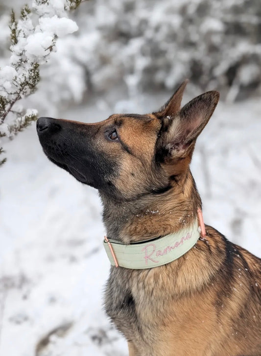 2" Tacti Luxe Dog Collar - Rose Gold - Honeydew