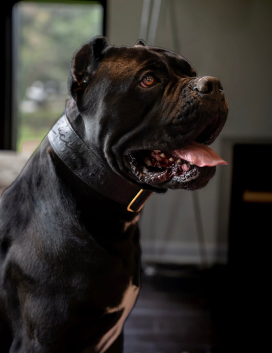 2" Leather Dog Collar - Nero Milano