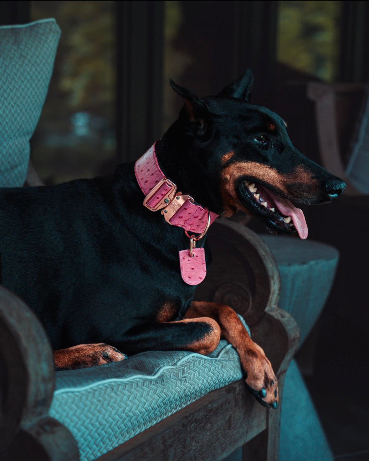 2" Leather Dog Collar - Rosa Bellagio