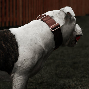 2 Tacti Luxe Dog Collar - Rose Gold - Chocolate – Alpine Dog Co. ™
