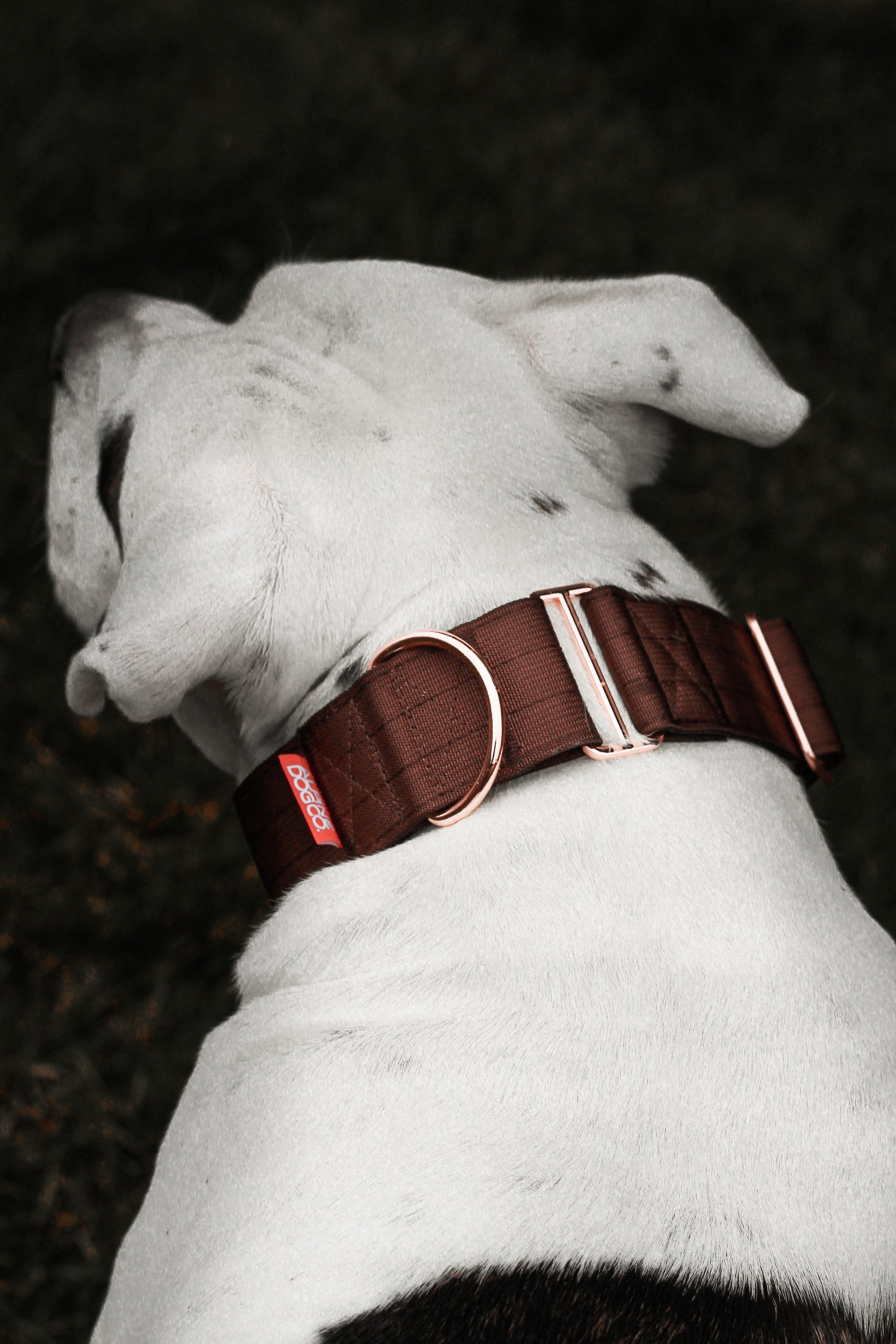 2" Luxe Martingale Dog Collar - Rose Gold - Chocolate