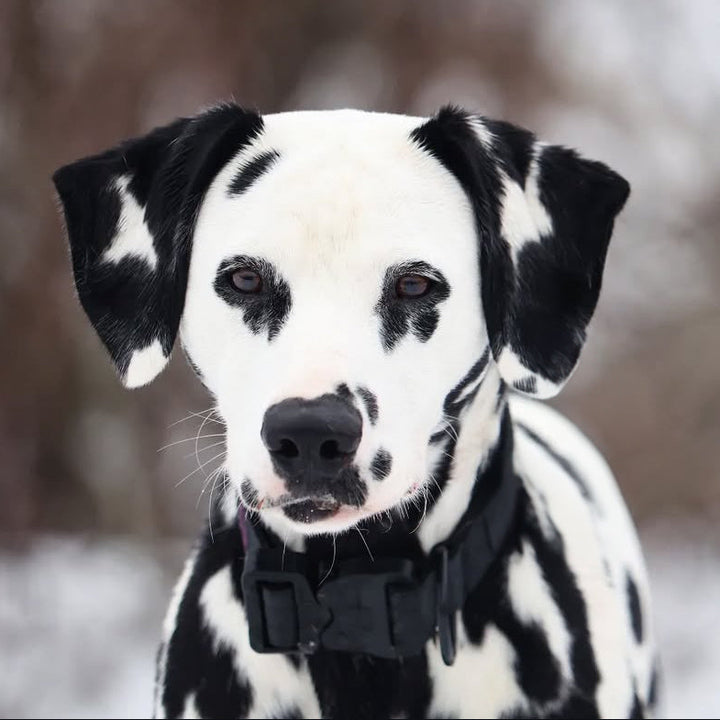 Products – Alpine Dog Co.
