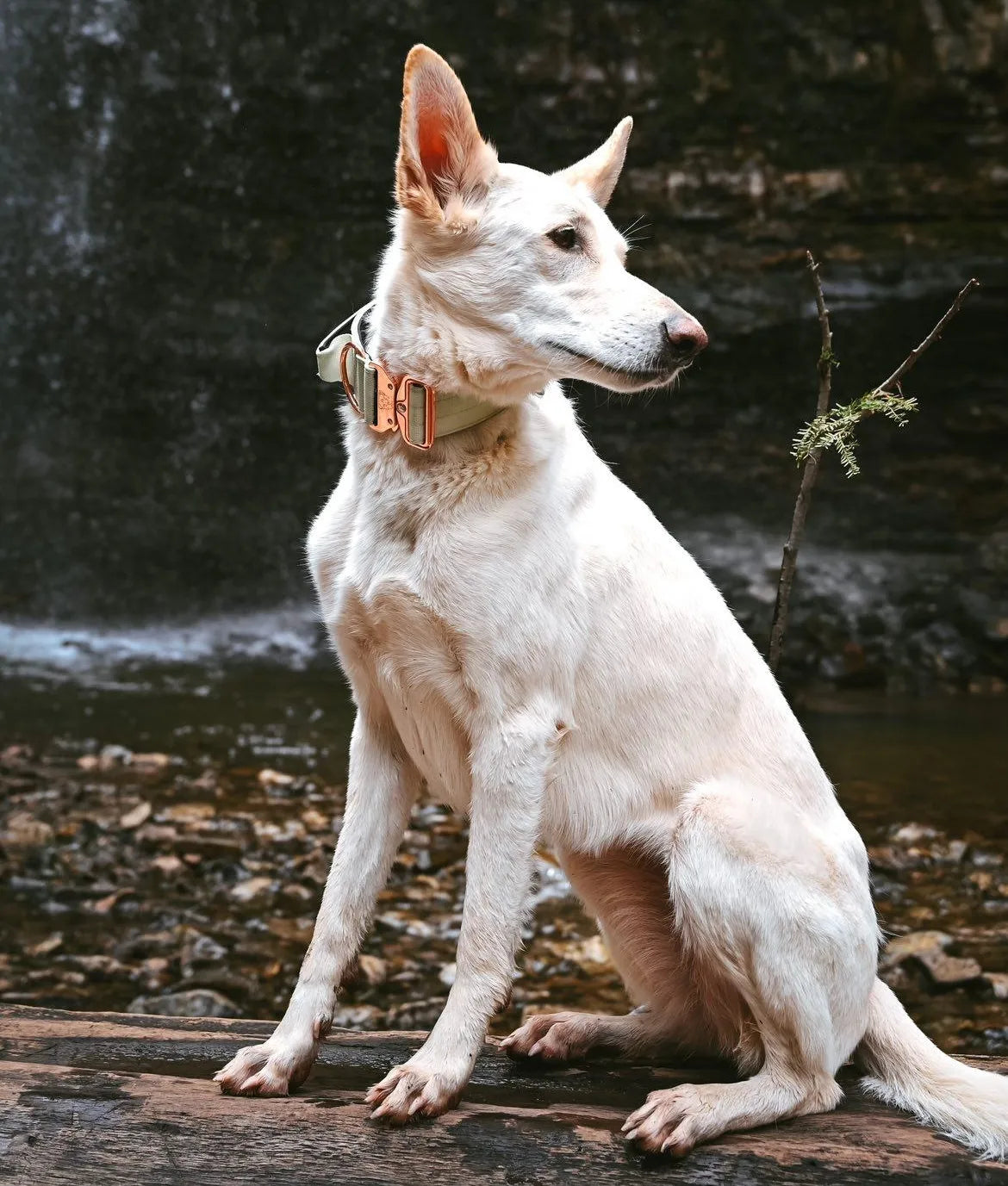 2" Tacti Luxe Dog Collar - Rose Gold - Honeydew