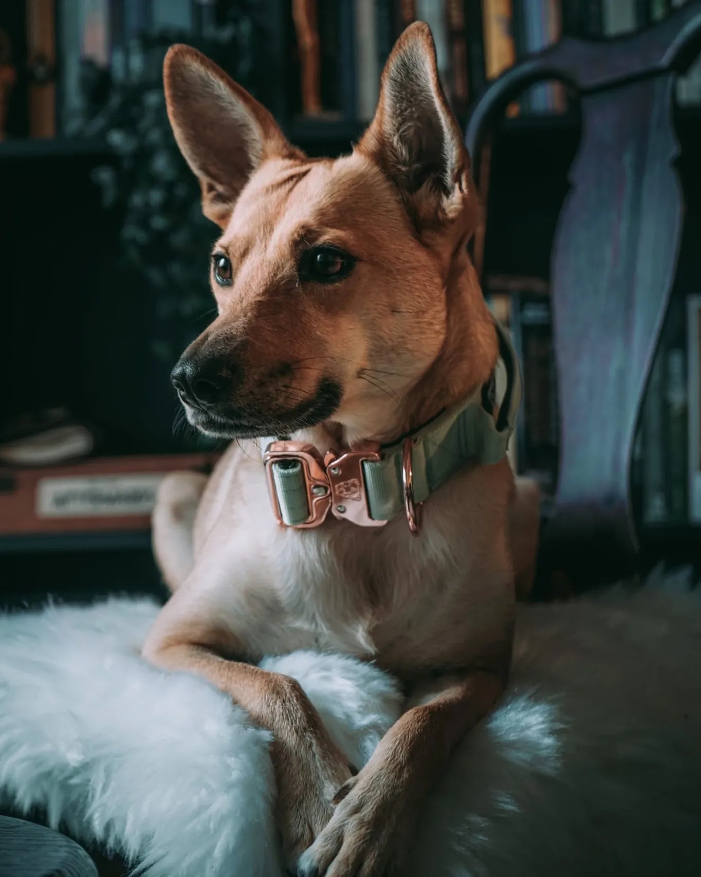 1.5" Tacti Dog Collar Slim Luxe - Rose Gold - Honeydew